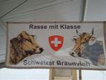 Braunvieh Ausstellung